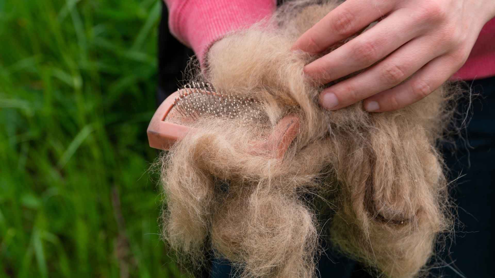 Muda del pelo en primavera